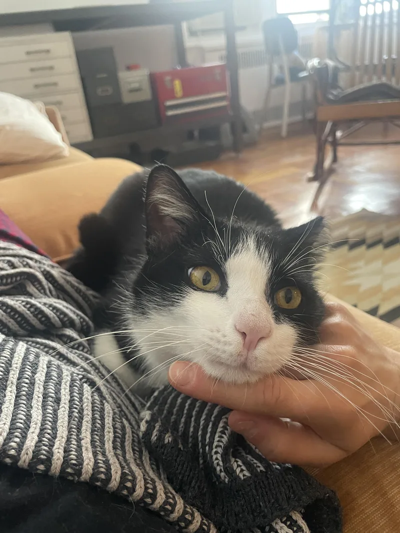 Hetfield thumbnail 4