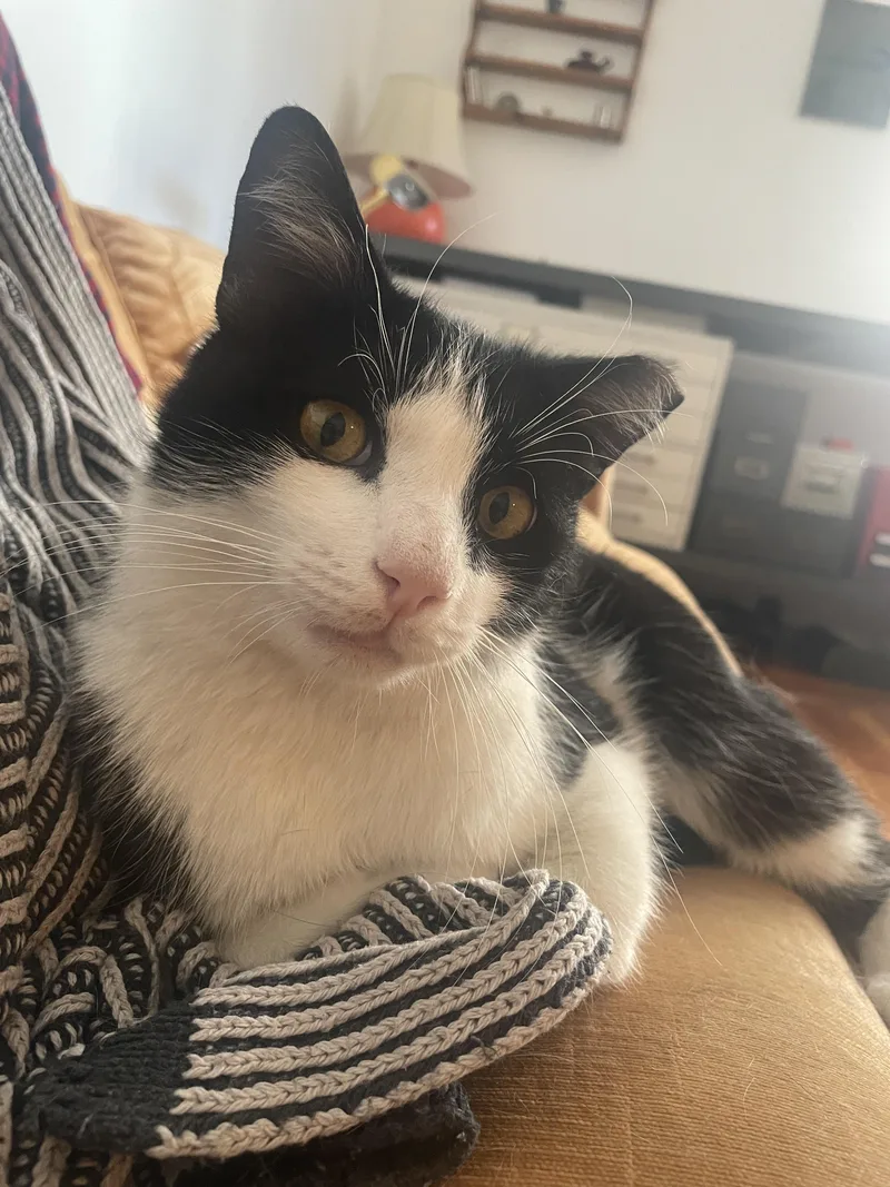 Hetfield thumbnail 5