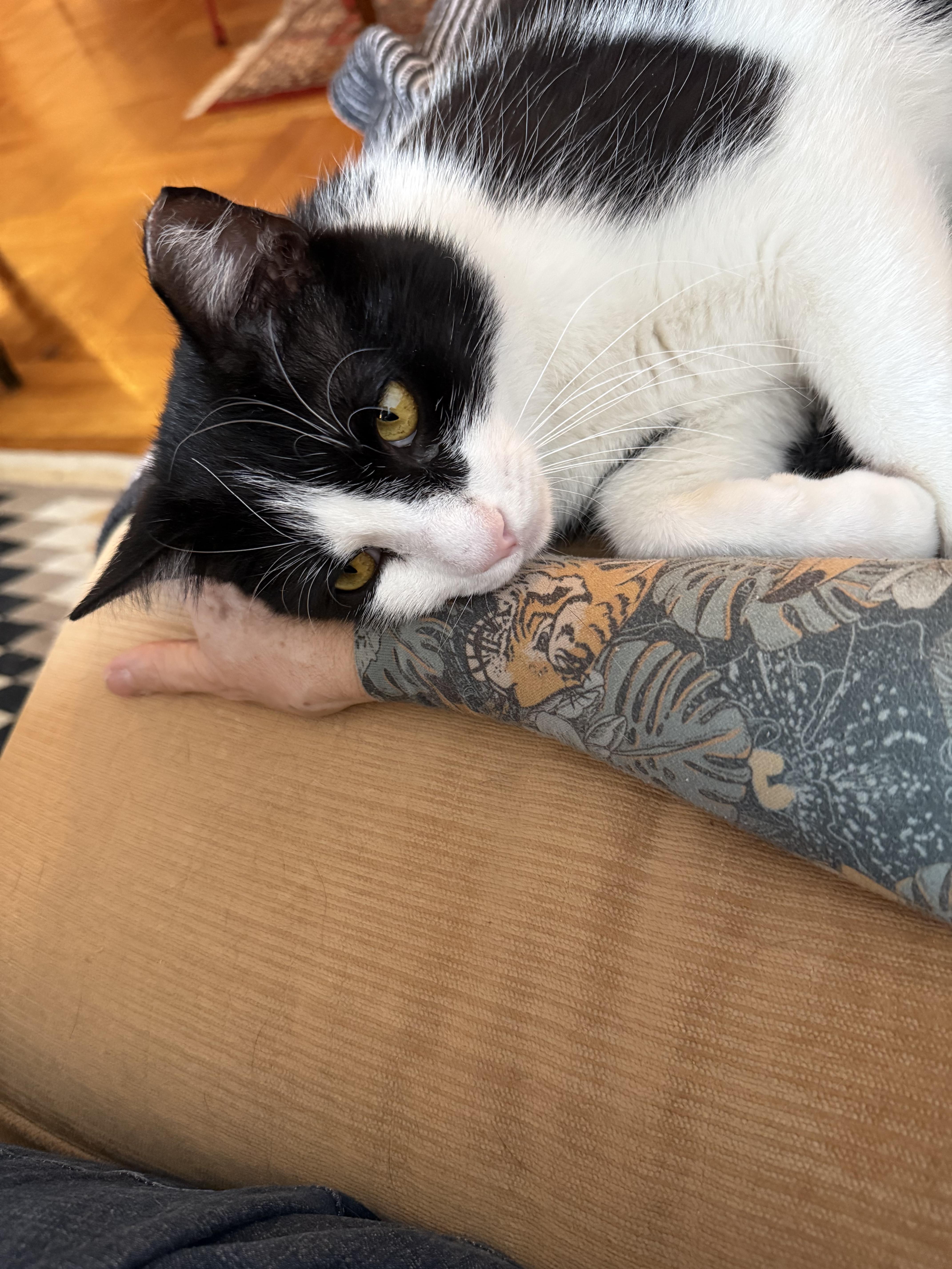 Hetfield thumbnail 6