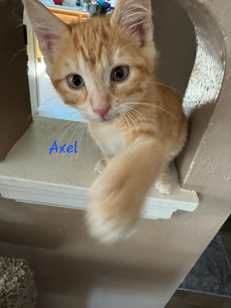 A baby medium-sized male Orange / Red Domestic Short Hair cat named Axel for adoption in Waterloo, IA