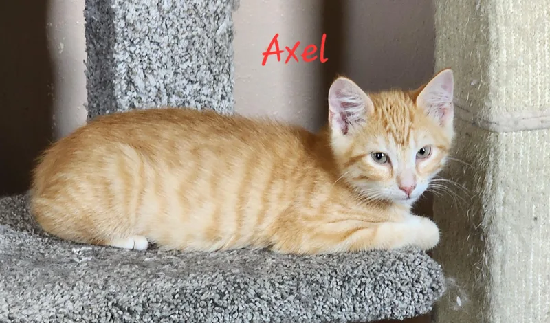 Axel thumbnail 2