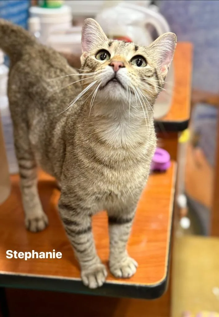 A young medium-sized female Domestic Short Hair cat named STEPHANIE Cat for adoption in New Bern, NC