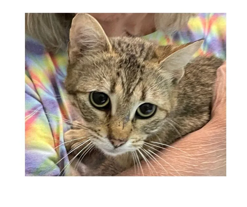 STEPHANIE Cat thumbnail 2