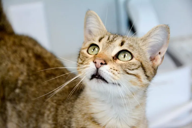 STEPHANIE Cat thumbnail 3