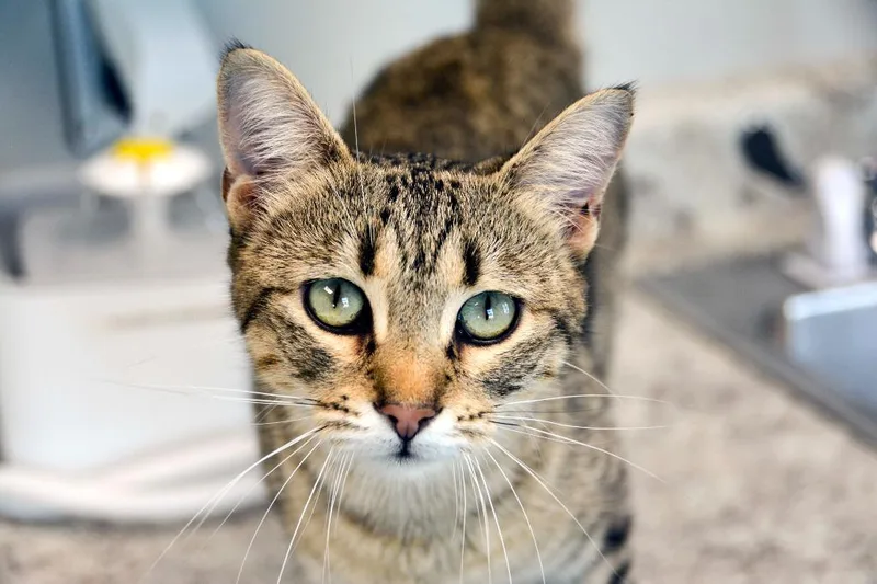 STEPHANIE Cat thumbnail 4