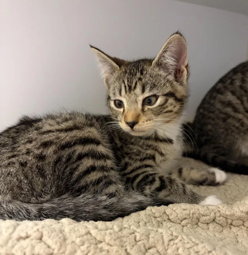 A baby small-sized female Domestic Short Hair cat named Josephine for adoption in Liverpool, NY