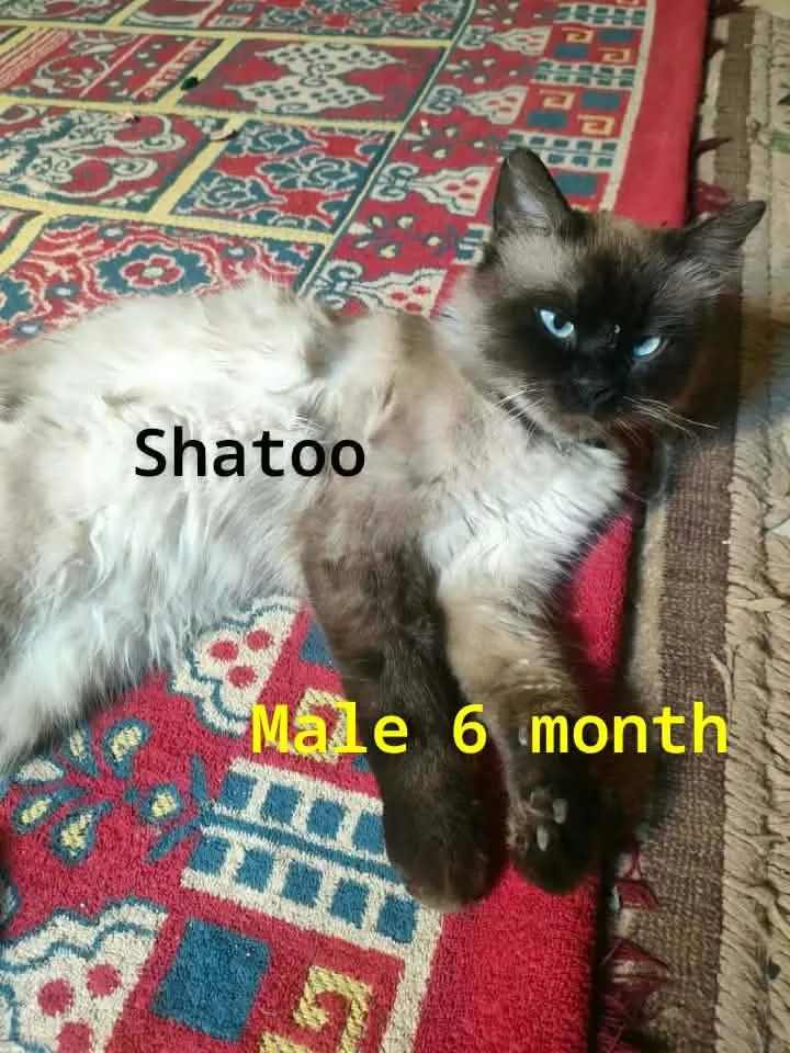 A young medium-sized male Birman cat named Shatoo for adoption in Fairfax, VA