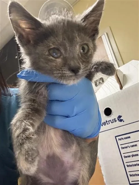 A baby small-sized female Domestic Short Hair cat named Takis for adoption in Sacramento, CA