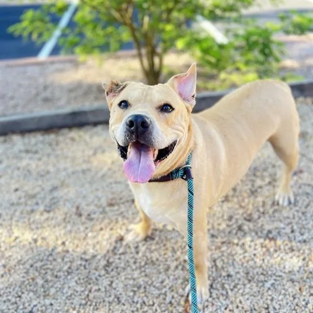 An adult large-sized male Pit Bull Terrier dog named Ducky for adoption in Phoenix, AZ