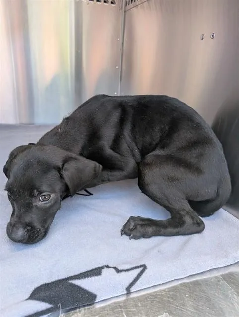 A baby large-sized female Labrador Retriever dog named Yacht for adoption in Phoenix, AZ