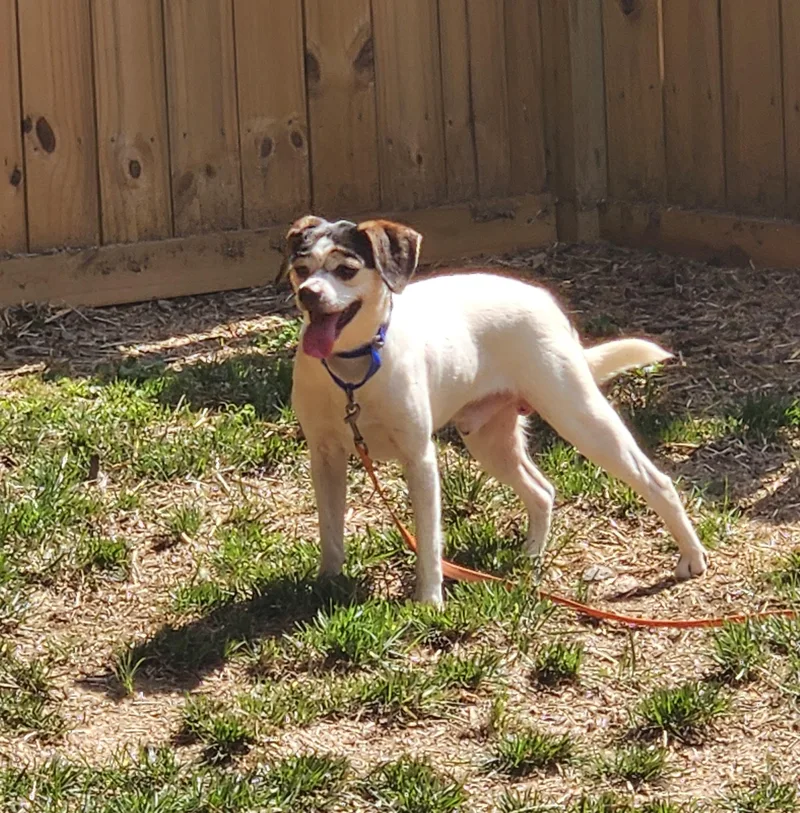 An adult small-sized male Tricolor (Brown, Black, & White) Beagle dog named Ringo for adoption in Troutman, NC