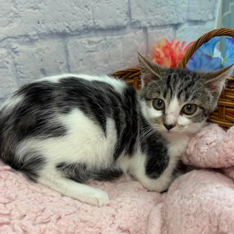 A baby small-sized female White Domestic Short Hair cat named Georgie for adoption in Harrisonburg, VA