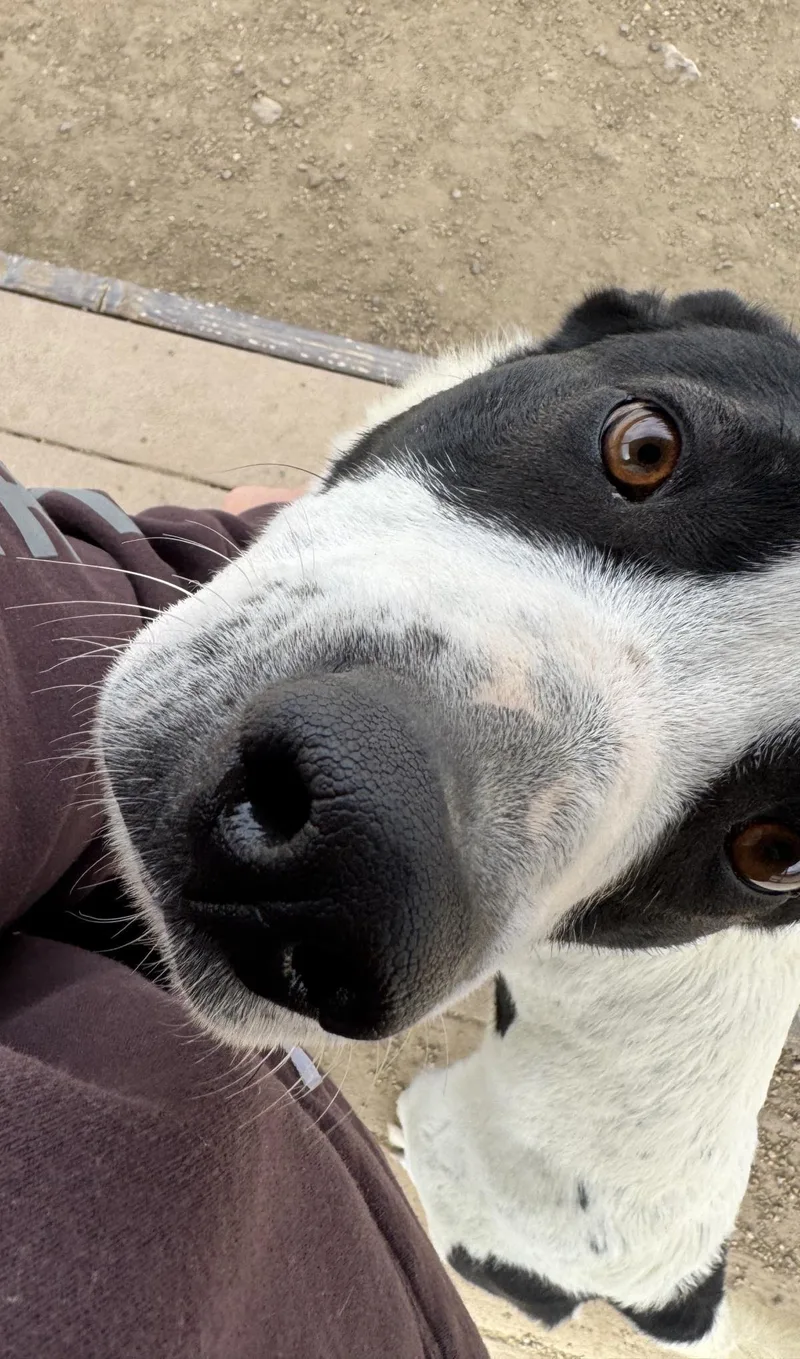 A young medium-sized female Cattle Dog dog named Moomoo for adoption in Stagecoach, NV