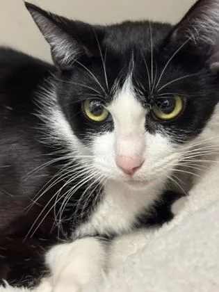 An adult large-sized female Domestic Short Hair cat named Meja for adoption in Chamblee, GA