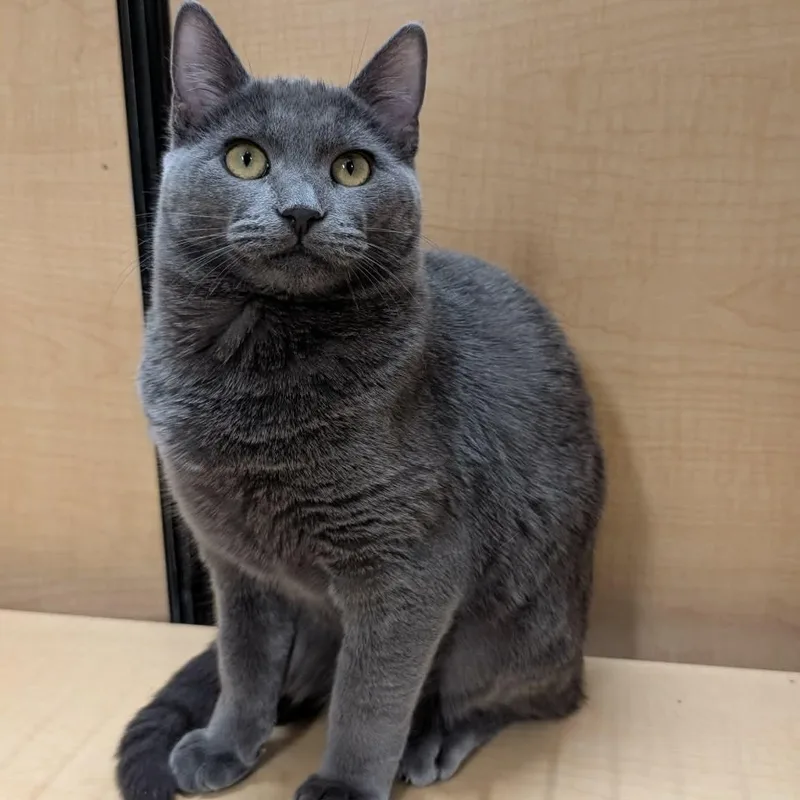 A baby medium-sized female Gray / Blue / Silver Domestic Short Hair cat named Ashley for adoption in Sewell, NJ