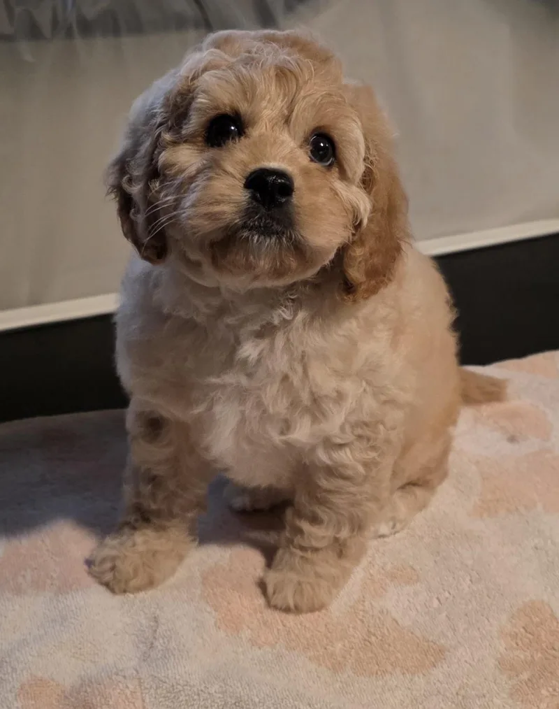 A baby small-sized female Apricot / Beige Cavapoo dog named Clover for adoption in Grant, NE