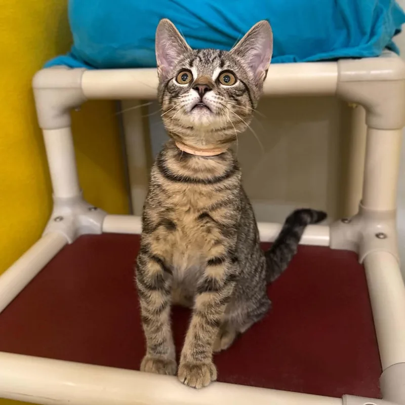 A baby medium-sized male Brown / Chocolate Domestic Short Hair cat named Knucklehead for adoption in Penn Yan, NY
