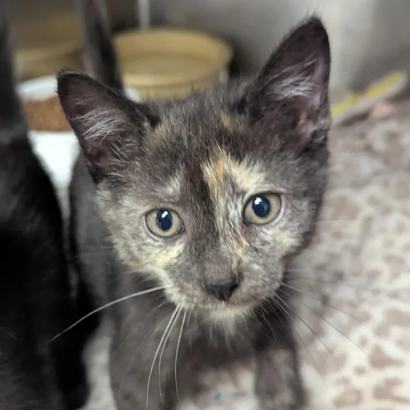 A baby small-sized female Tortoiseshell Domestic Short Hair cat named Lista for adoption in Evansville, IN