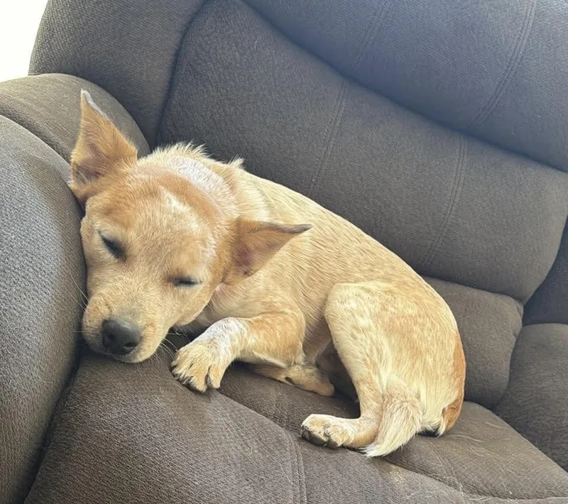 A baby small-sized male Merle (Red) Australian Cattle Dog / Blue Heeler dog named Ruger for adoption in Glendale, AZ