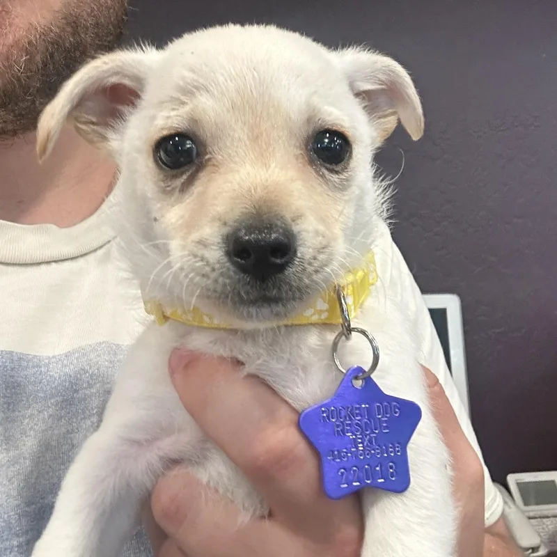 A baby small-sized male White / Cream Chihuahua dog named Ravoli for adoption in San Francisco, CA