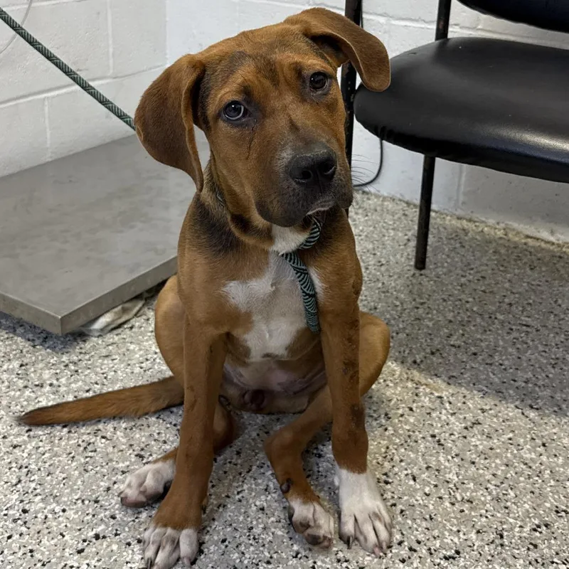 A young medium-sized female Brown / Chocolate Beagle dog named Buffy for adoption in Hattiesburg, MS