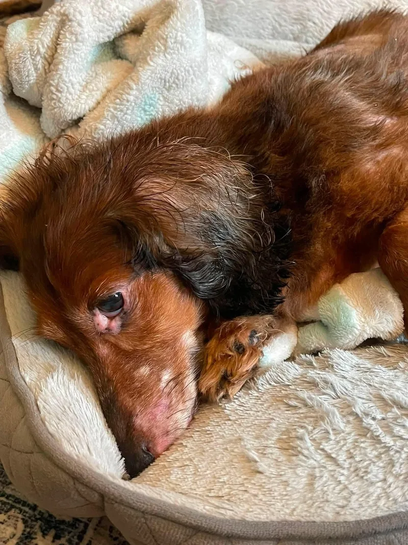 A senior small-sized female Bicolor Dachshund (Long Haired) dog named Esther for adoption in Fort Walton Beach, FL
