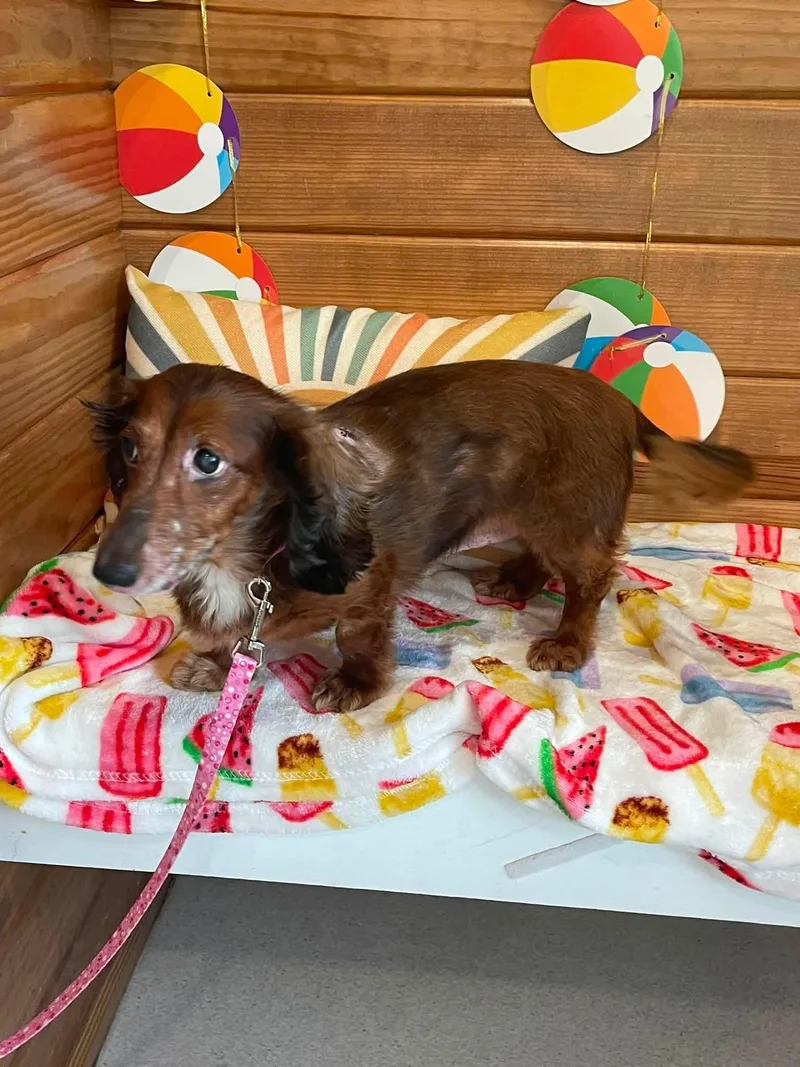 Esther thumbnail 4