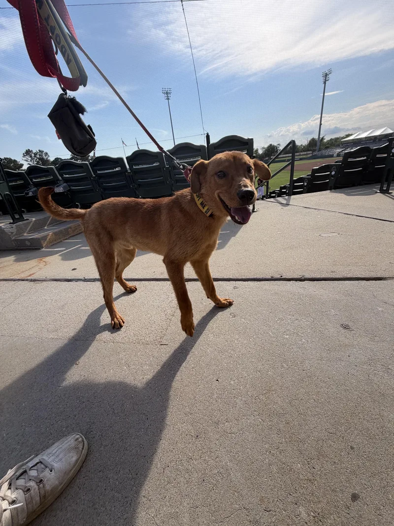 A young medium-sized male Red / Chestnut / Orange Mixed Breed dog named Peter for adoption in Charleston, SC