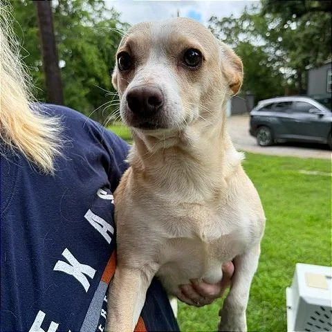 An adult small-sized male Yellow / Tan / Blond / Fawn Mixed Breed dog named Dagwood for adoption in Denison, TX