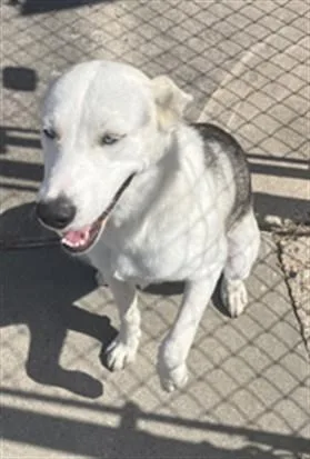 A young large-sized male Siberian Husky dog named Ryder for adoption in Corpus Christi, TX