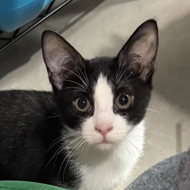 A baby small-sized female Black Domestic Short Hair cat named Tina for adoption in Wichita, KS