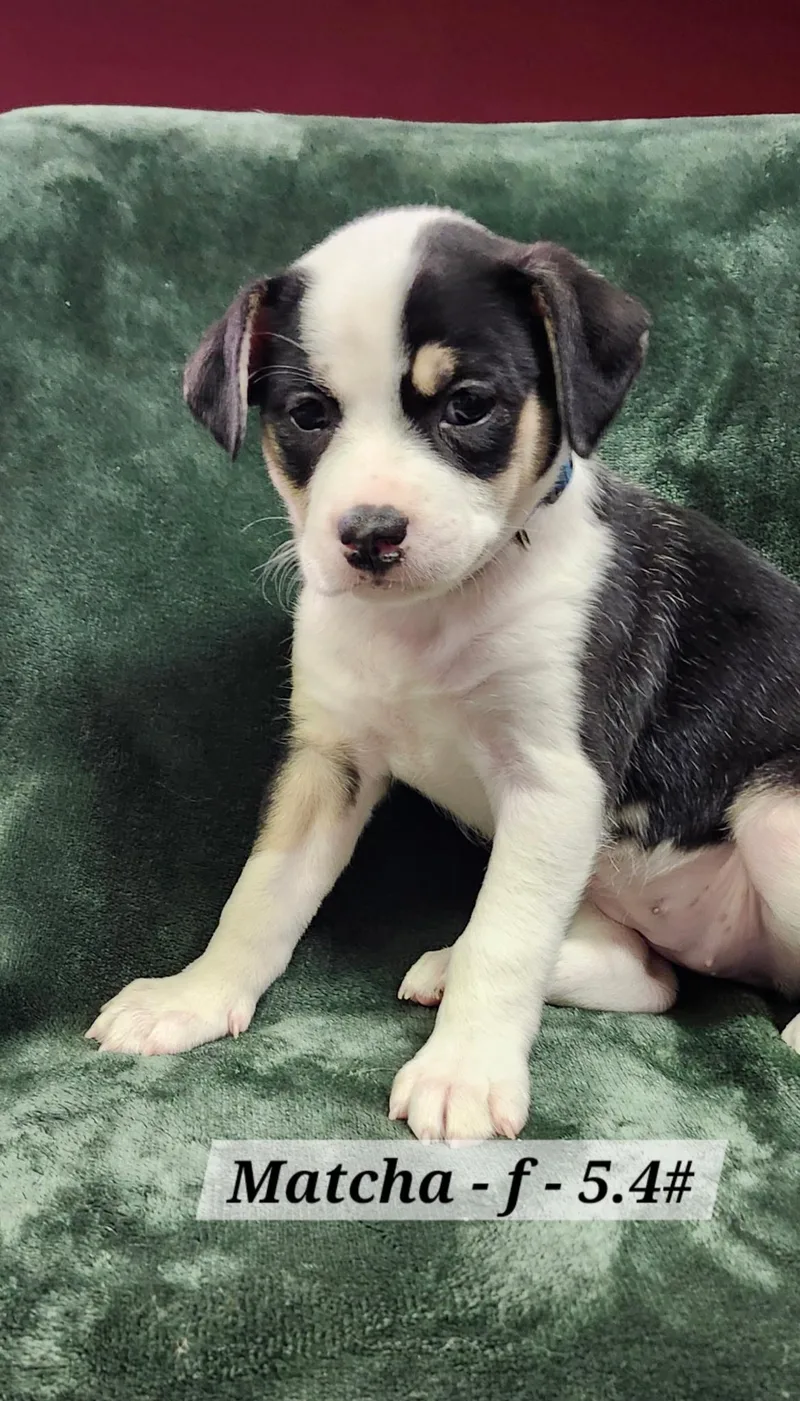 A baby medium-sized female Terrier dog named Matcha for adoption in Hillside, IL