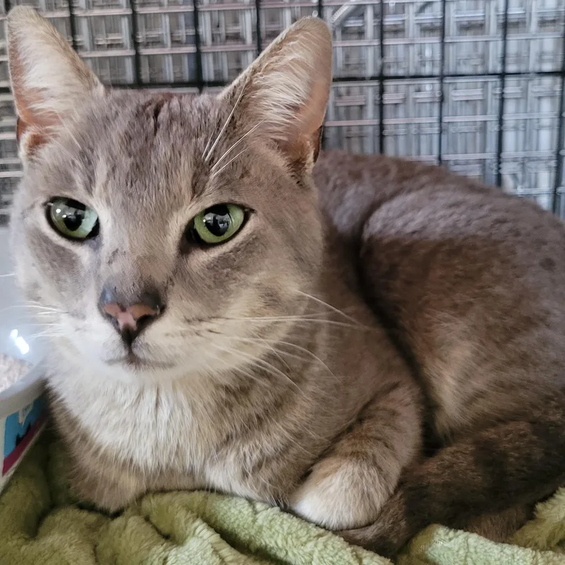 Macadamia thumbnail 2