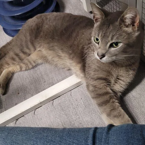 Macadamia thumbnail 3