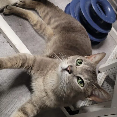 Macadamia thumbnail 4