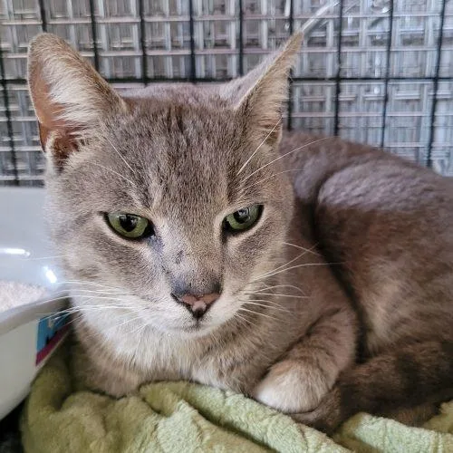 Macadamia thumbnail 5