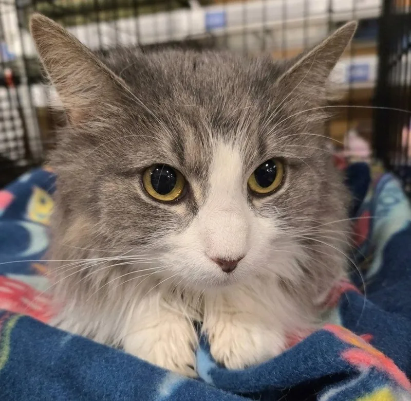 An adult medium-sized female Gray & White Domestic Long Hair cat named Gerti for adoption in Norwood, OH