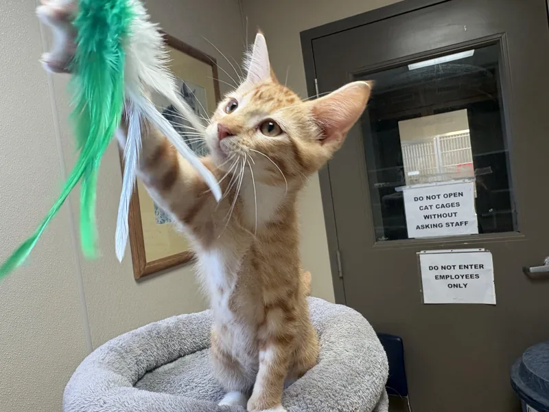 A young small-sized male Tabby (Orange / Red) Domestic Short Hair cat named Elden Ring for adoption in Hays, KS