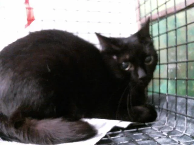 A young medium-sized female Domestic Short Hair cat named Zamira for adoption in Houston, TX