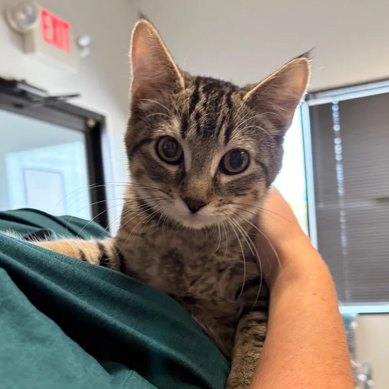 A baby medium-sized male Brown / Chocolate Domestic Short Hair cat named Conspiracy for adoption in St. Paul, MN