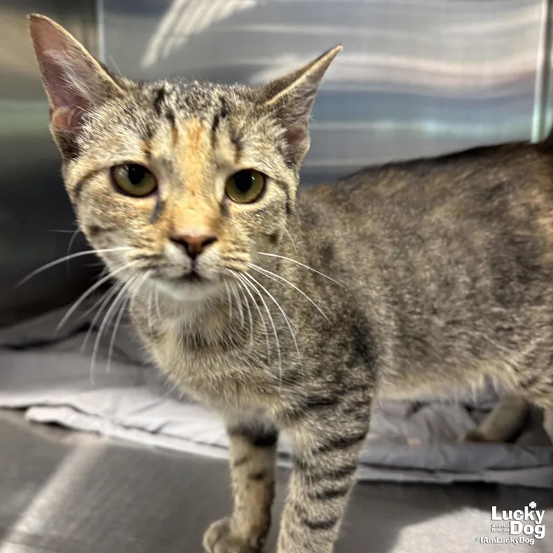 A young medium-sized female Domestic Short Hair cat named Chilli for adoption in Washington, DC