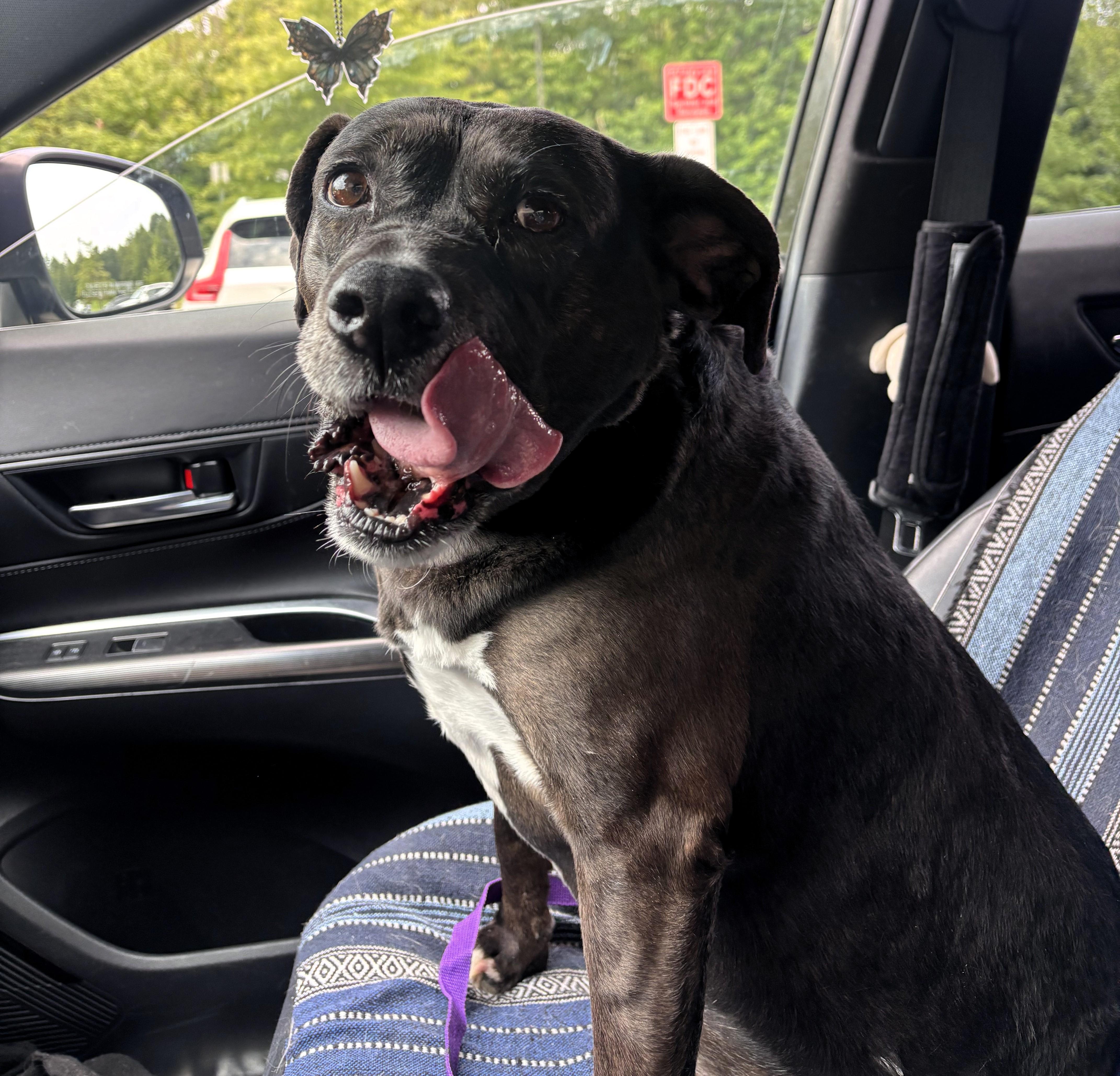 An adult medium-sized female Black Labrador Retriever dog named Reese for adoption in Stafford, VA