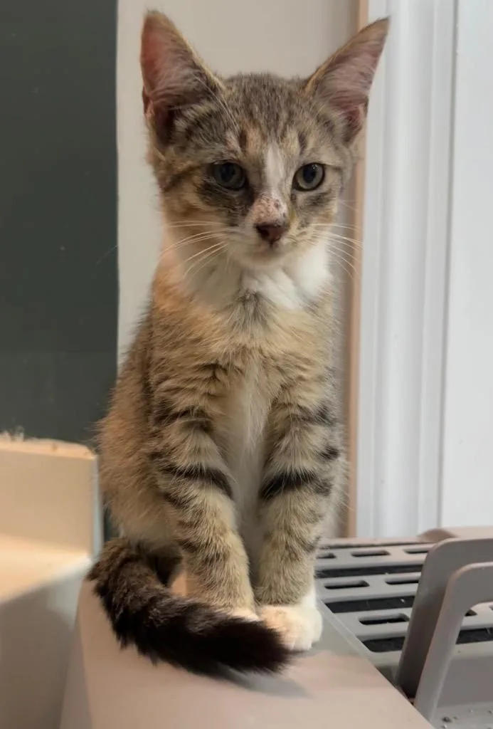 A baby large-sized male Domestic Short Hair cat named Sprocket for adoption in Augusta, GA