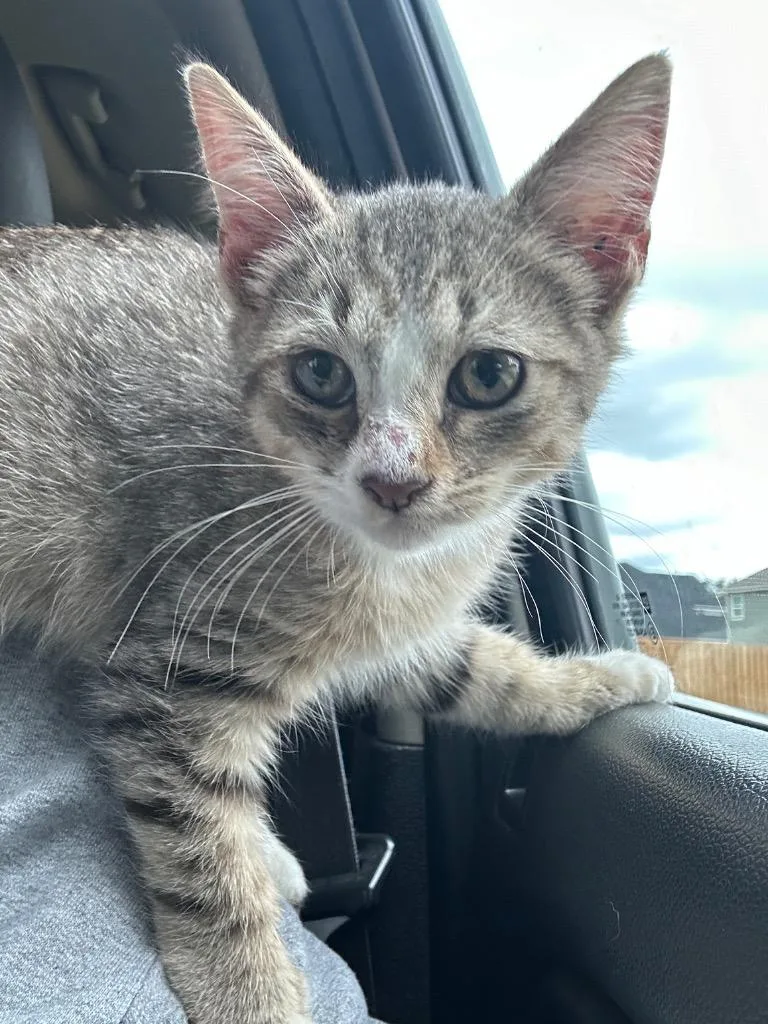 Sprocket thumbnail 2