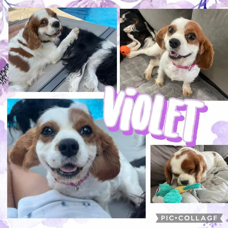 An adult small-sized female Cavalier King Charles Spaniel dog named Violet for adoption in Amherst, NY