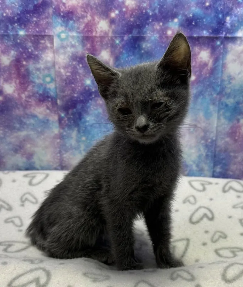 A baby small-sized female Domestic Short Hair cat named Dawn for adoption in Washington Court House, OH