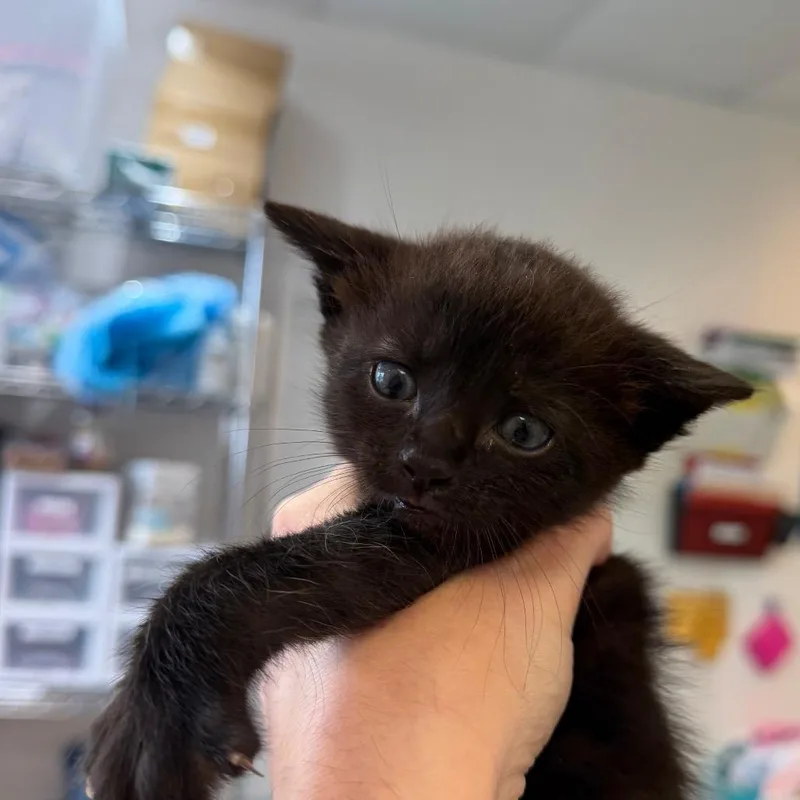 A baby small-sized male Domestic Short Hair cat named Zabra Cadabra for adoption in Austin, TX