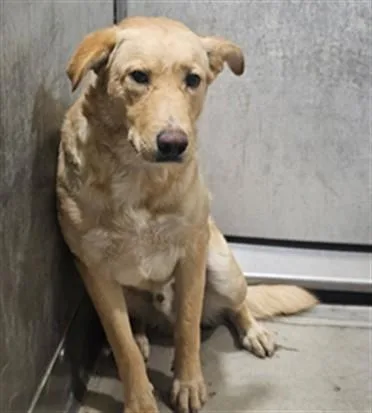 A young medium-sized male Labrador Retriever dog named Rocky for adoption in Castaic, CA