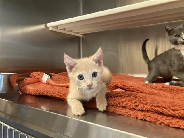 A baby small-sized male Domestic Short Hair cat named Joey for adoption in Tustin, CA