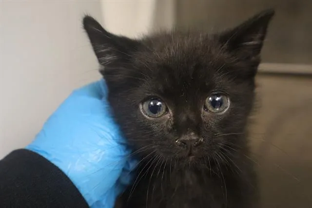 A baby small-sized male Domestic Short Hair cat named Slushie for adoption in Columbia, SC
